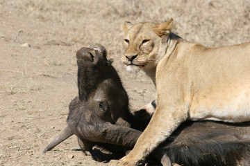 Wild Lion mammal eating buffalo africa savannah Kenya