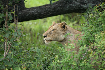 Lion wild dangerous mammal africa savannah Kenya