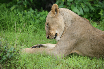 Lion wild dangerous mammal africa savannah Kenya