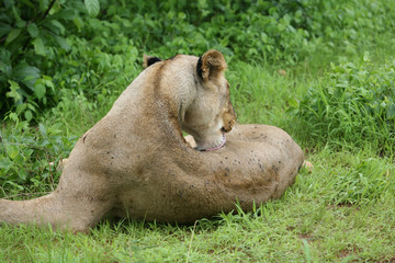 Naklejka na ściany i meble Lion wild dangerous mammal africa savannah Kenya