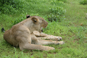 Lion wild dangerous mammal africa savannah Kenya