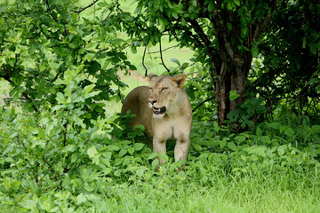 Lion wild dangerous mammal africa savannah Kenya