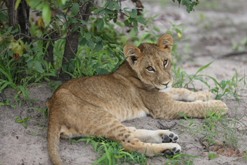 Lion wild dangerous mammal africa savannah Kenya