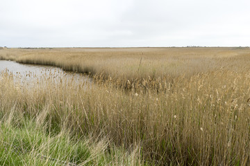 Obraz premium Reed fields in Danube Delta area, Romania
