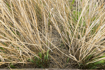 Reed fields in Danube Delta area, Romania