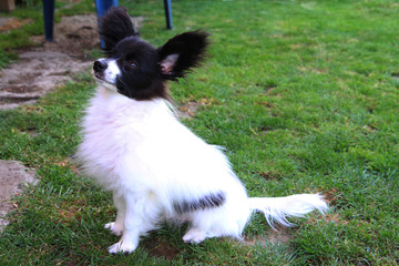 small papillon puppy