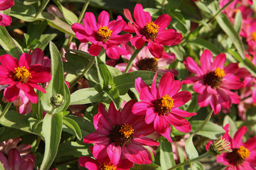 Zinnia demi nain simple rouge