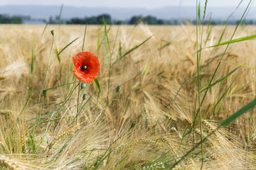 Einzelne Mohnblume im Getreidefeld