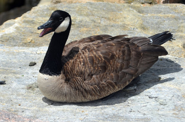 Canadian goose sitting on rock 