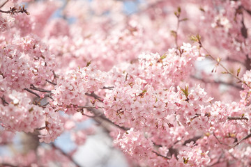 河津桜