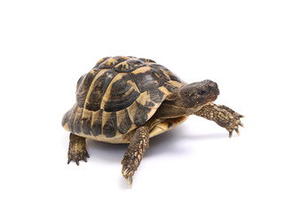 Tortue d'Hermann