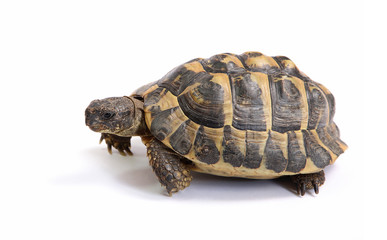 Tortue d'Hermann