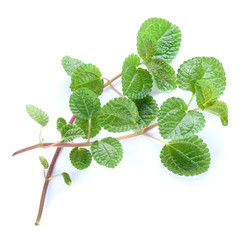 Fresh lemon balm bunch isolated on white background