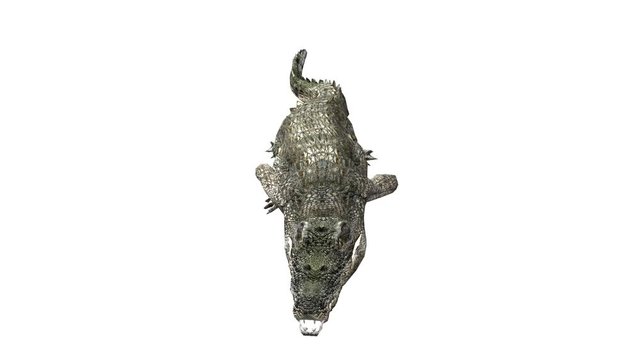 Crocodile open mouth attack hunting wallow,Dangerous animals turn over rolling.