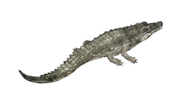 Crocodile swaying body climb crawling,Dangerous animals.