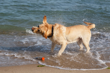 Golden Retriever dog playing and having fun in the sea