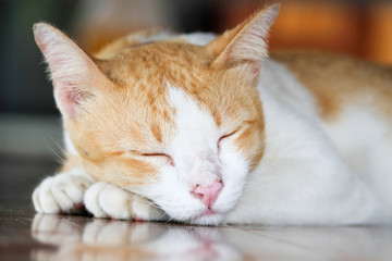 Fototapeta premium Thai cat sleeping on the floor