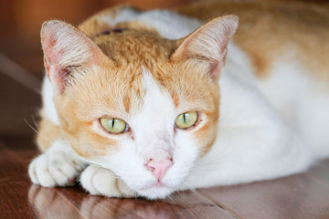 the cat is look striving