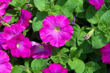 The purple flower in the flowerpot on a close up view.