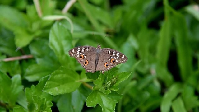 Cruiser Butterfly