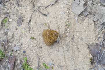 Dog Poo On Ground