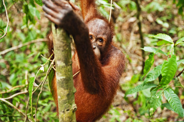Wild orangutan in rain forest on borneo © Michałowski Dominik