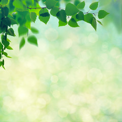 Naklejka premium Abstract seasonal backgrounds with beech trees and beauty summer texture