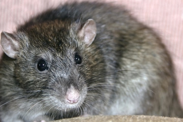 Homemade gray rat
