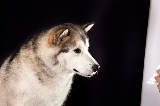 Portrait of a dog breed Alaskan Malamute looking at treat