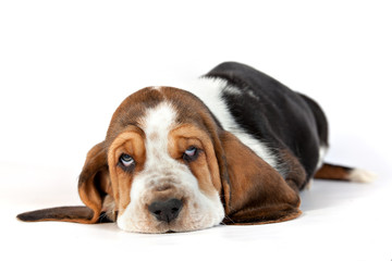 Basset hound puppy lying on a white background © annatronova