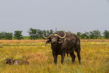 The family of Kafr buffaloes in the steppe looks at the photographer