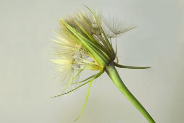 Dandelion on white background