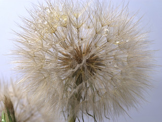 Fototapeta premium Dandelion on white background
