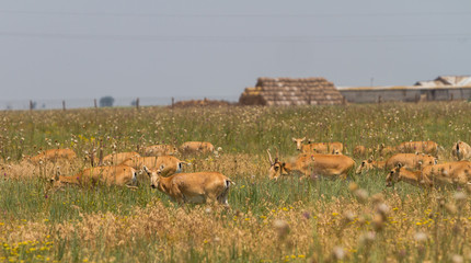 Naklejka premium In savannah, steppe, prairie a herd of saigas is grazed.