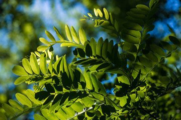Green leaf natural background. 