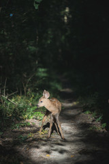 Roe deer fawn in forest