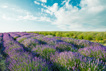 Fototapeta na wymiar Lavender field in sunlight. Beautiful image of lavender field.Lavender flower field, image for natural background.Very nice view of the lavender fields.