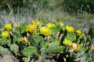 Beautiful cactus on the shore of the Black Sea town of Koktebel in the Crimea