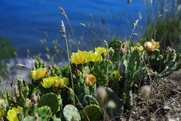 Beautiful cactus on the shore of the Black Sea town of Koktebel in the Crimea