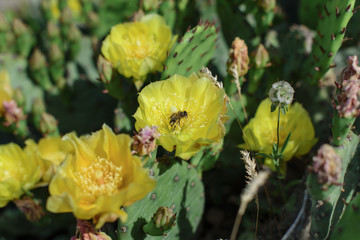 Beautiful cactus on the shore of the Black Sea town of Koktebel in the Crimea