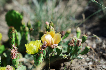 beautiful cactus  blossoms in the Kara- Dag nature reserve