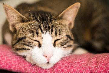 Close up cat face on pink bed
