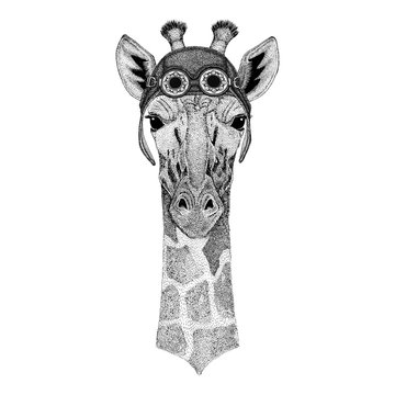 Camelopard, giraffe wearing aviator hat Motorcycle hat with glasses for biker Illustration for motorcycle or aviator t-shirt with wild animal