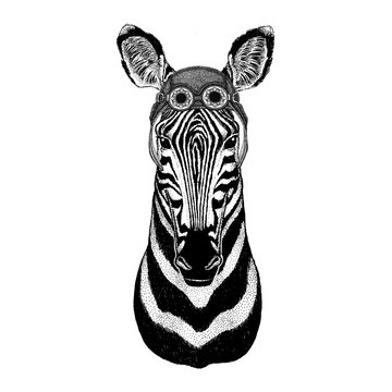 Zebra Horsewearing aviator hat Motorcycle hat with glasses for biker Illustration for motorcycle or aviator t-shirt with wild animal