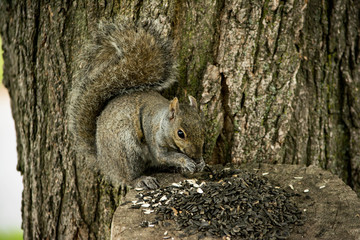 squirrel feeding