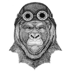 Gorilla, monkey, ape Frightful animal wearing aviator hat Motorcycle hat with glasses for biker Illustration for motorcycle or aviator t-shirt with wild animal