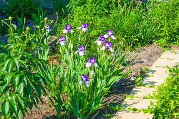Flower iris purple color on the green leaves background, spring landscape,
