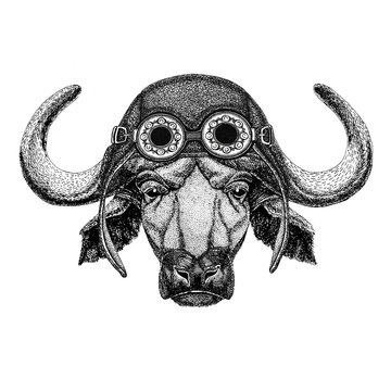 Buffalo, bull, ox wearing aviator hat Motorcycle hat with glasses for biker Illustration for motorcycle or aviator t-shirt with wild animal