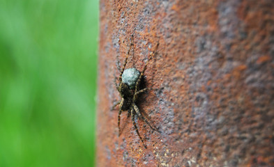 The spider carries a cocoon with eggs