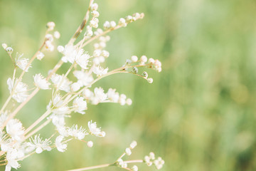 White wildflowers on summer day